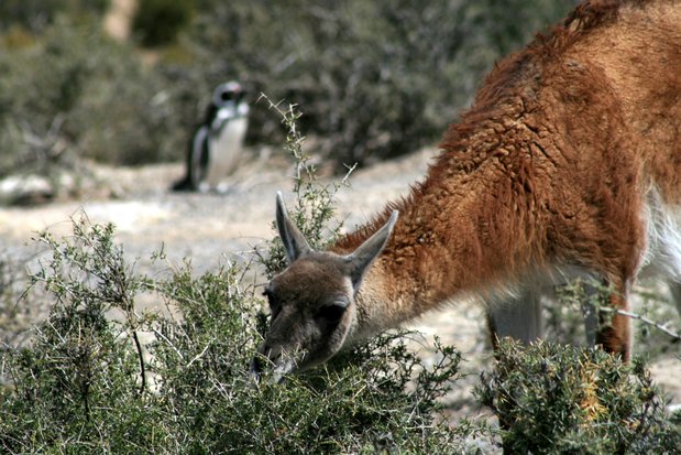 Guanacos. Punta Tombo.
