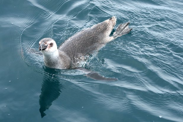 Magellanic penguin. Valdes Peninsula.