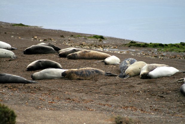 Sea elephants in Valdes Peninsula