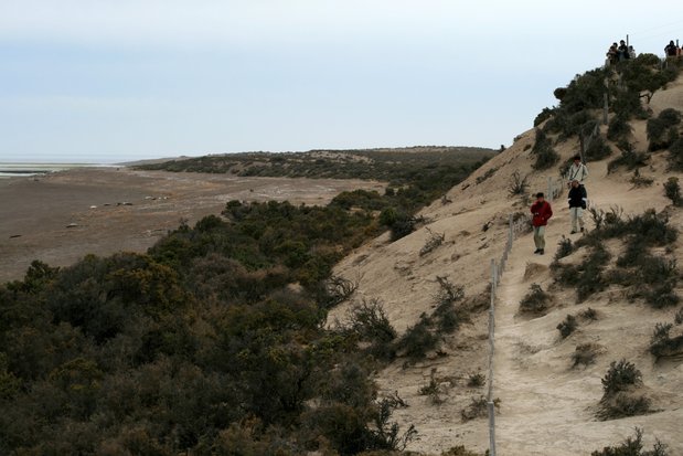 Sea elephants in Valdes Peninsula