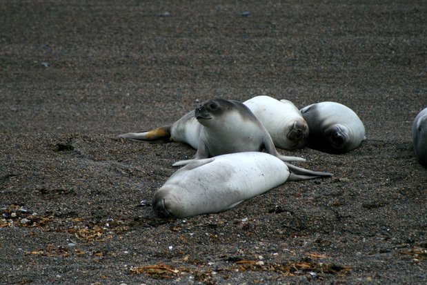 Sea elephants in Valdes Peninsula
