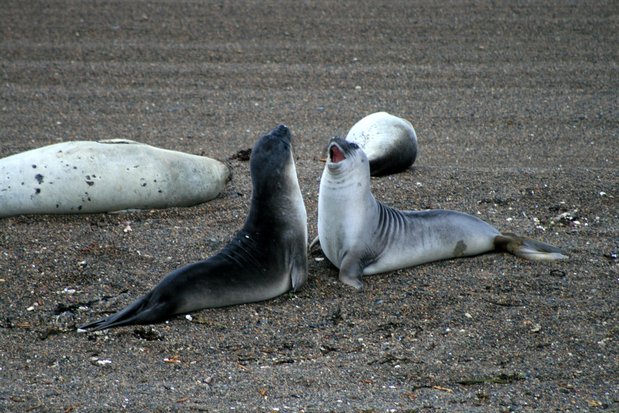 Sea elephants in Valdes Peninsula