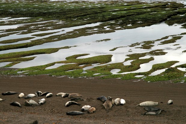 Sea elephants in Valdes Peninsula