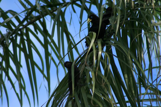 Oiseaux Cul-Rouge à dans la ville de Puerto Iguazu