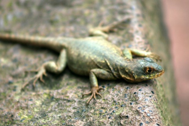 Lagarto. Cataratas del Iguazú