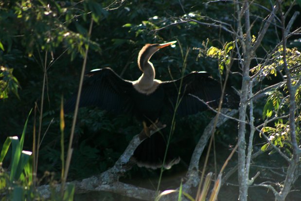 La Anhinga Americana (Anhinga anhinga). Iguazú.