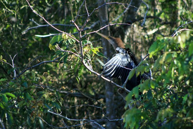La Anhinga Americana (Anhinga anhinga). Iguazú.