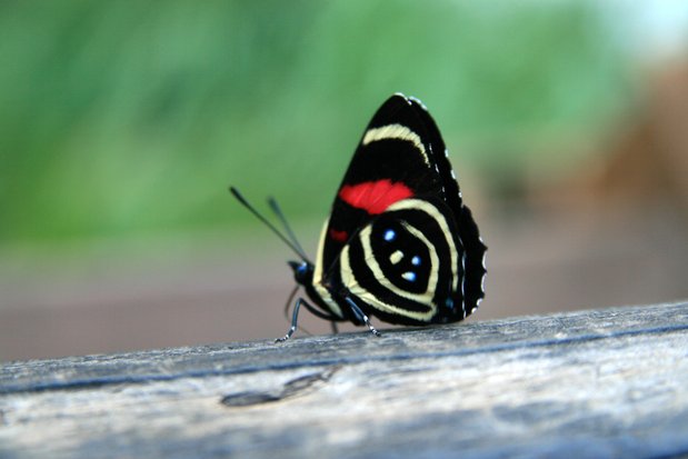 Mariposa. Cataratas del Iguazú. Brasil.