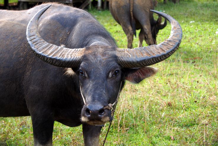 Buffle d'Asie à Chi Phat