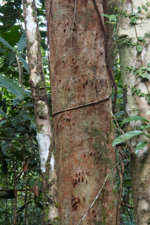 Garras de oso malayo en la selva de Cardamomo