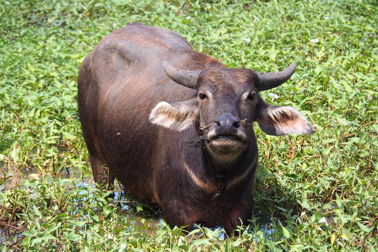 Buffle bubalus bubalis