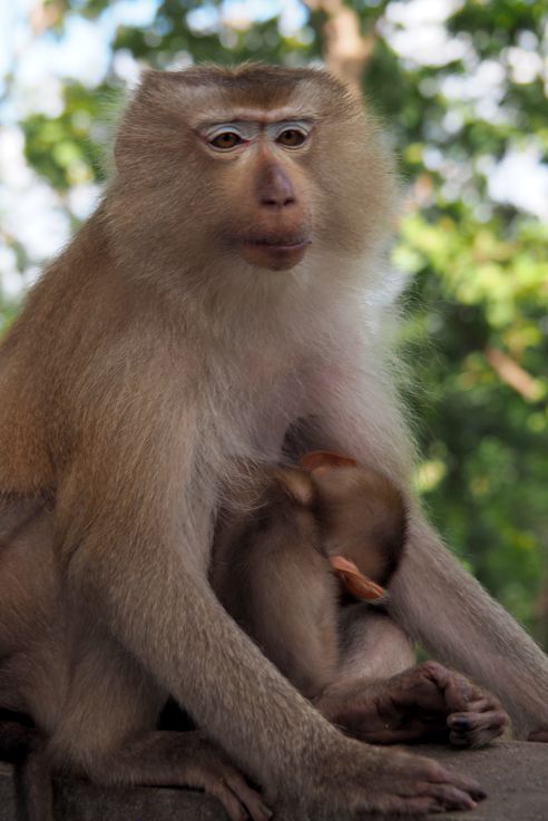 Macaque crabier sur Phnom Pros, la colline aux hommes