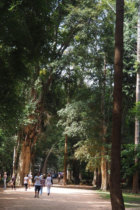El templo de Angkor Ta Prohm