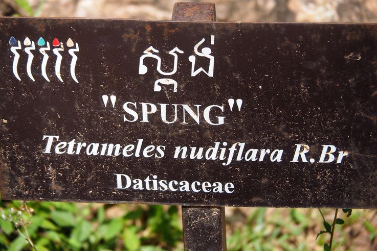 El templo de Angkor Ta Prohm