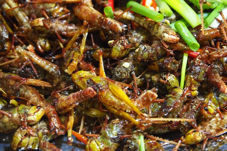 Saltamontes en el mercado de Siem Reap