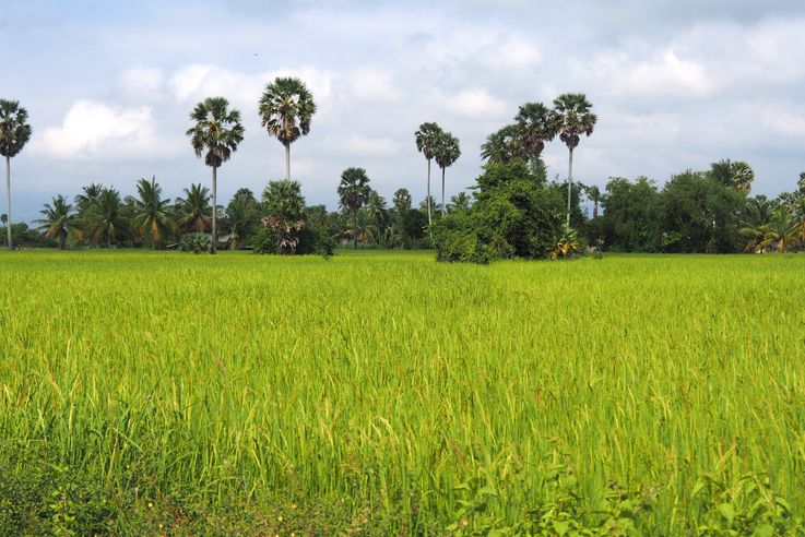 La campagne de Kampot