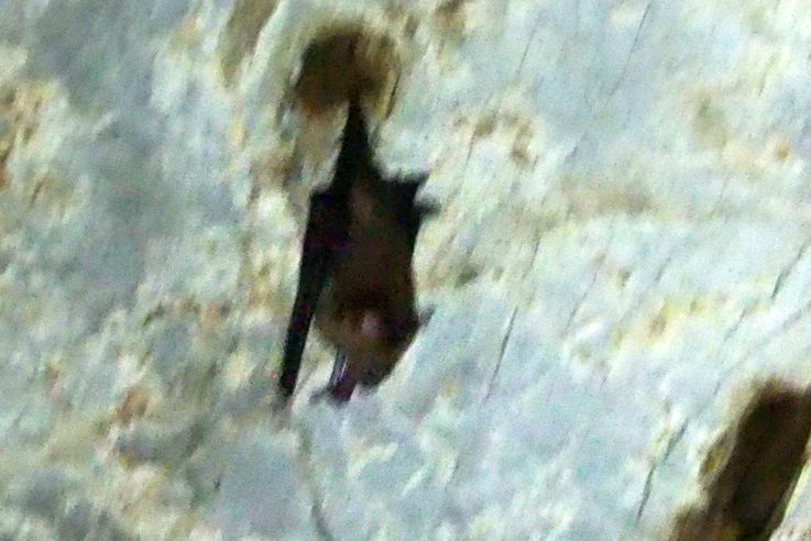 La grotte Phnom Chhnork