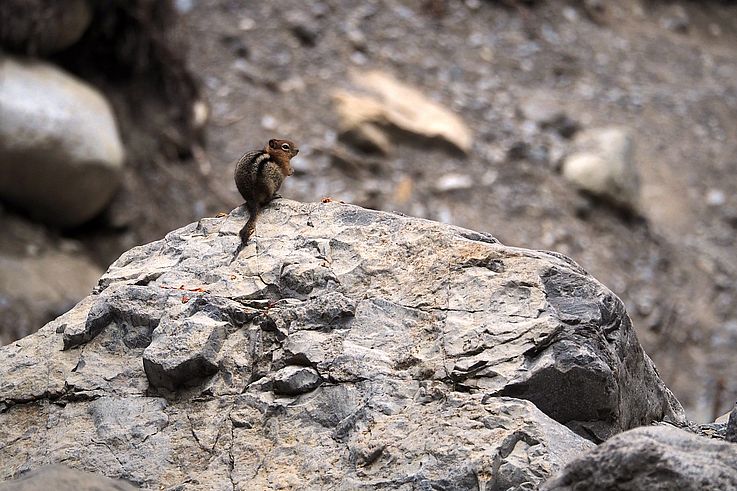 Ardilla terrestre de manto dorado sobre una roca en Grotto Canyon.