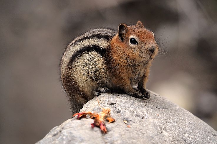 Ardilla terrestre de manto dorado (Callospermophilus lateralis) en Grotto Canyon.
