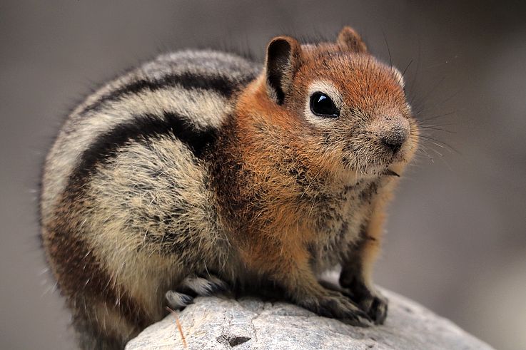 Ardilla terrestre de manto dorado (Callospermophilus lateralis) en Grotto Canyon.