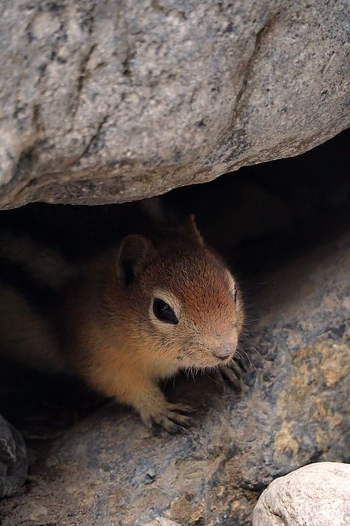 Ardilla terrestre de manto dorado en Grotto Canyon.