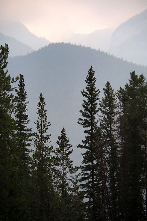 Bosque de coníferas frente a las montañas brumosas de Grotto Canyon.