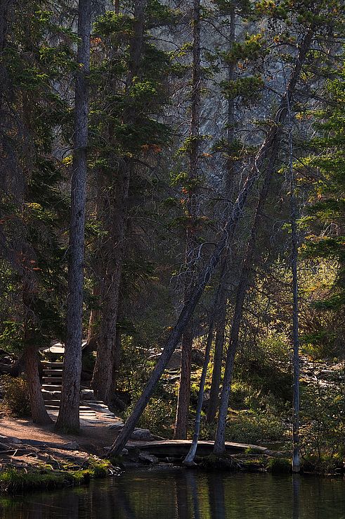 Sendero y escalera en el bosque cerca de los lagos Grassi.