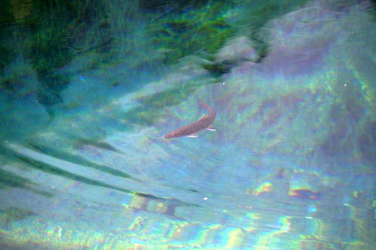 Trucha en las aguas turquesas del lago Grassi.
