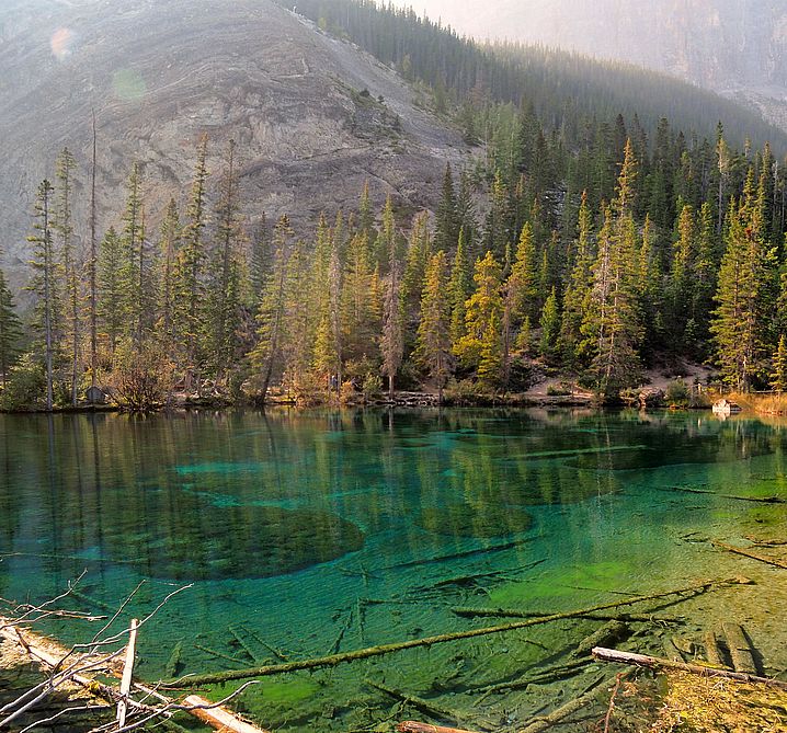 Troncos sumergidos en las aguas turquesas de Grassi Lakes, cerca de Canmore.