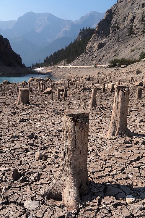 Tocones de árboles en las orillas secas del embalse Spray Lakes, en Kananaskis.