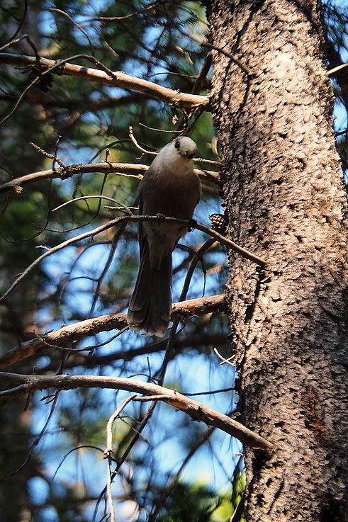 Infausto canadiense en el valle de Kananaskis.
