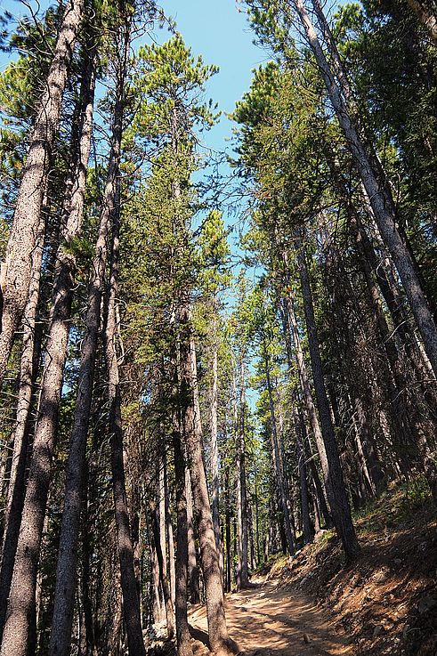 Bosque de pinos en el sendero de excursionismo Ha Ling en el valle de Kananaskis.