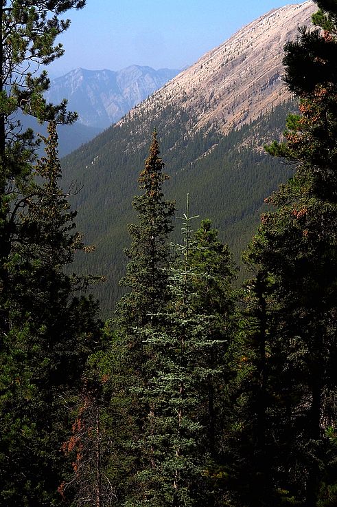 Bosque de coníferas al pie del monte Ha Ling en el valle de Kananaskis.