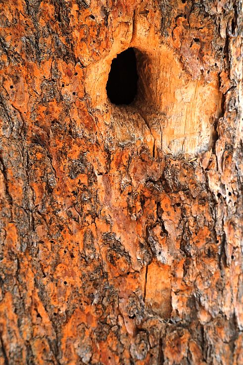 Cavité creusée par un oiseau dans l'écorce d'un arbre à Banff.