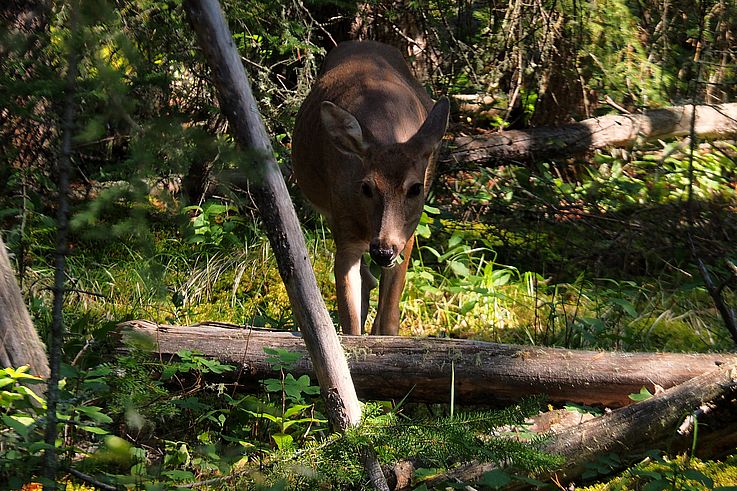 Biche de cerf mulet dans le Stewart Canyon.