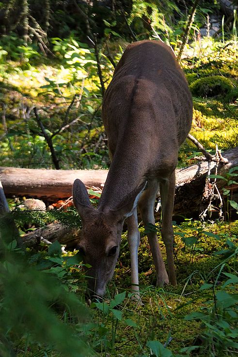 Cerf de Virginie dans le parc national de Banff.