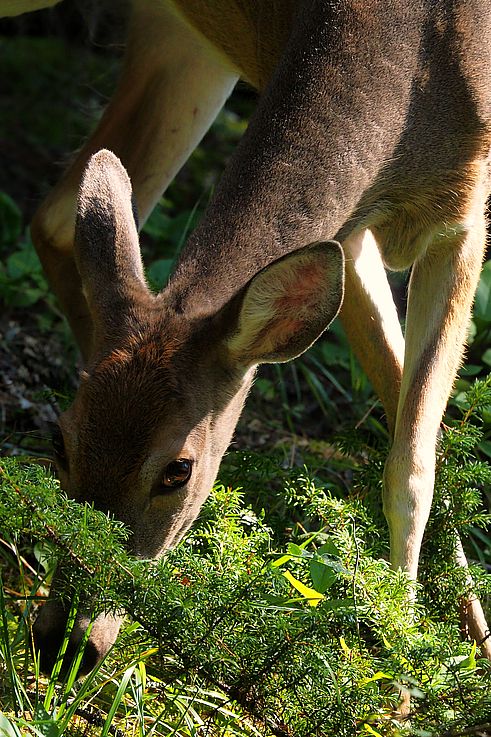 Biche (Odocoileus virginianus) au Stewart Canyon.