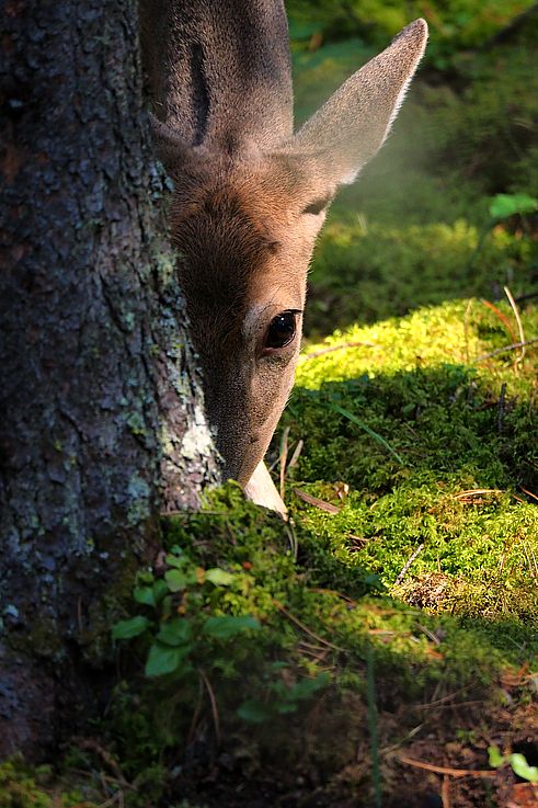 Cerf-mulet (Odocoileus hemionus) près d'un arbre à Banff.