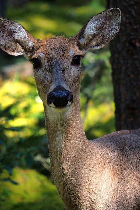 Cerf mulet (Odocoileus hemionus) dans le parc national de Banff.
