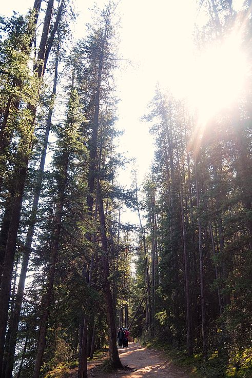 Sentier forestier longeant le lac Minnewanka dans le parc national de Banff.