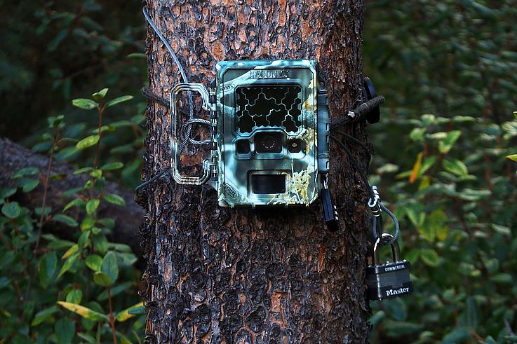 Caméra de surveillance fixée à un arbre au camping Two Jack Lakeside, Banff.