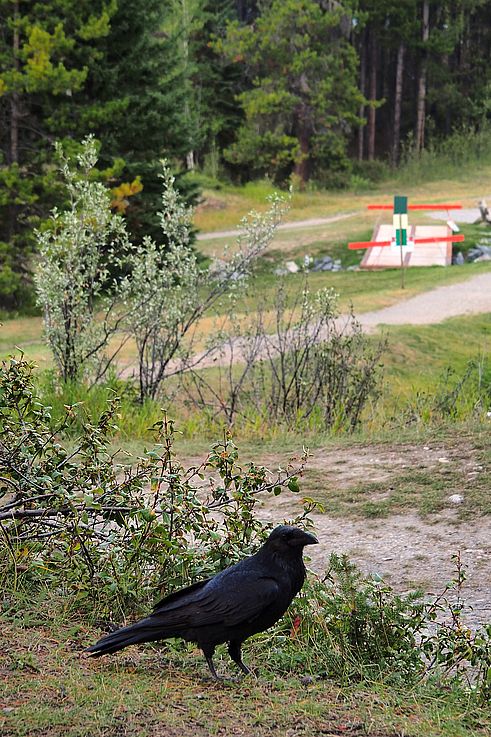 Grand corbeau (Corvus corax) dans le parc national de Banff.