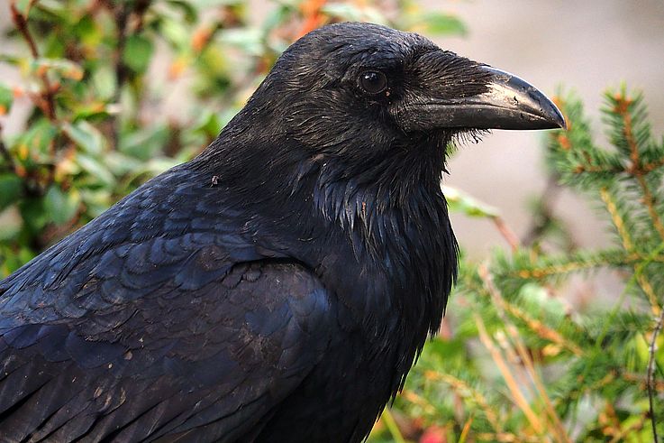 Grand corbeau dans le parc national de Banff.