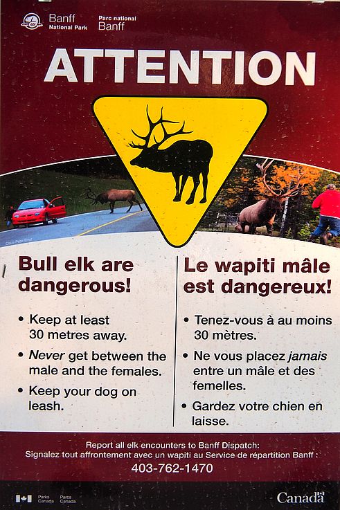 Panneau de prévention sur la dangerosité des wapitis dans le parc national Banff.