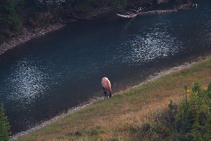 Wapiti sur les rives de la rivière Bow à Banff.