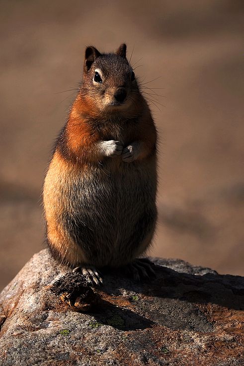 Spermophile doré (Callospermophilus lateralis) dans le parc national de Banff.