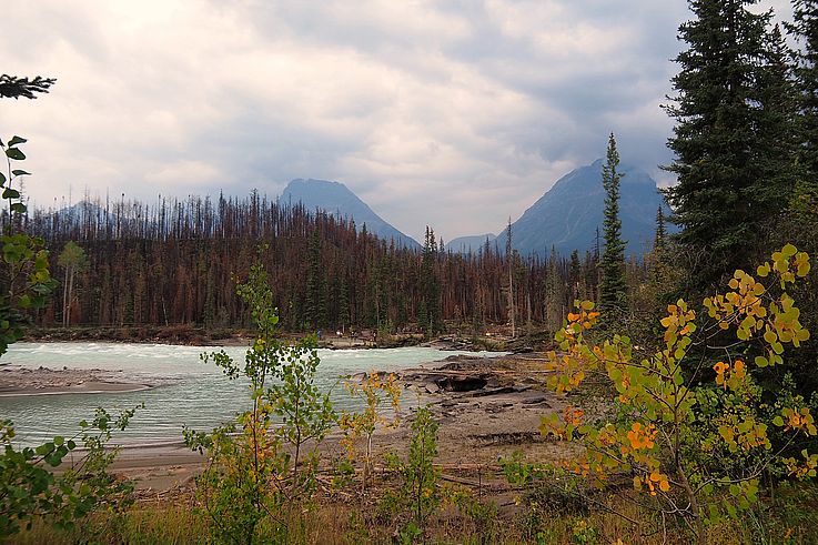 Forêt brûlée en bordure de la rivière Athabasca, au sein du parc national Jasper.
