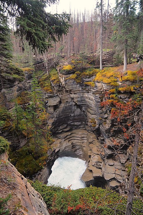 Chutes Athabasca dans le parc national Jasper.