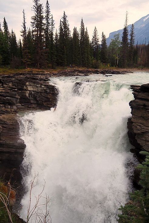 Chutes de l'Athabasca dans la gorge du parc national Jasper.