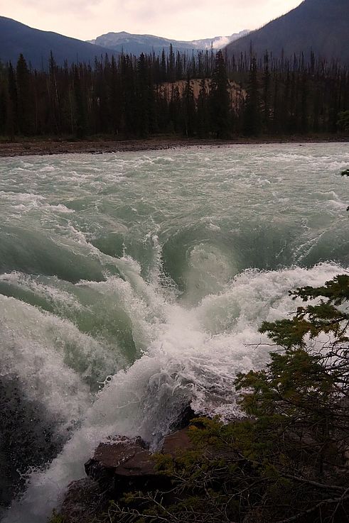 Rapides des chutes Athabasca dans le parc national Jasper.